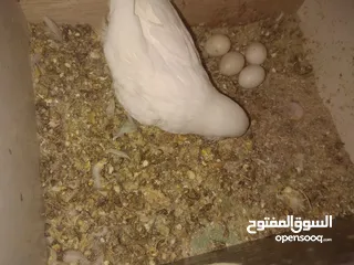  11 3 جواز حب مع فراخ  بيض مقفصات للبيع