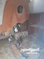  4 حمام للبيع المكاتيف معهم فرخين قرب كنيسةالماريوسف
