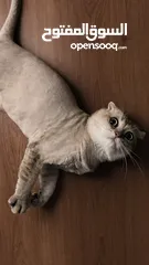  1 قطط سكوتش فولد  Scottish fold