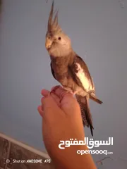  3 ببغاء كوكتيل وايت فيس اليف جدا