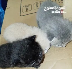  8 قطه كتنز كتن   و بطه عدد 3 بطات   و سلاحف بريه و قطة سيامي كبيره منتجه  تربيه منزليه لقطه كوم هامستر