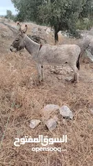  1 حمار للبيع بعده مش مطبع عاقل