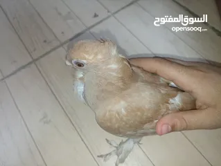  2 حمام  ازملي لونه مشمشي وصغيرة