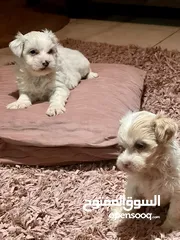  3 Pitbull and Maltese dog for sale