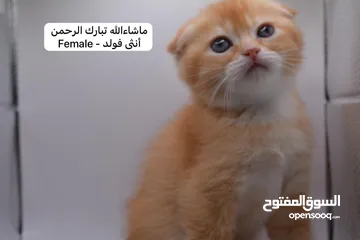  17 سكوتش كيتن فولد وستريت الوان مميزه ليلك ومشمشي وغيرها 15 كيتن