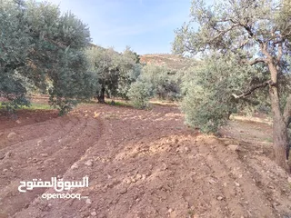  9 مزرعة زيتون ملوكية اطلالة ع الغرب و جبال فلسطين ع ثلاث شوراع قرب شارع الستين ثغرة السلطان