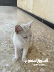  1 قطط للبيع جميله