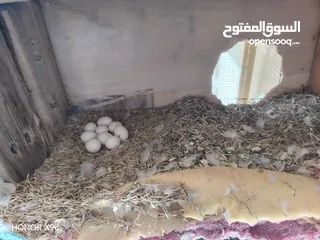  12 Birds with cageطيور مع قفض