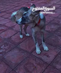  3 كلب هاسكي للبيع