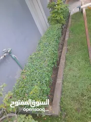  4 المعلم ابو حسن لترتيب وقص الاشجار  وتنسيق الحدائق
