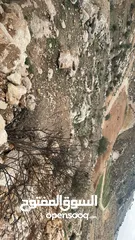  7 ارض بسعر مغري