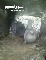  2 فراح حمام بلدي اكبر حجم صحه تمام تواصل واتس