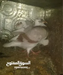  3 فراح حمام بلدي اكبر حجم صحه تمام تواصل واتس