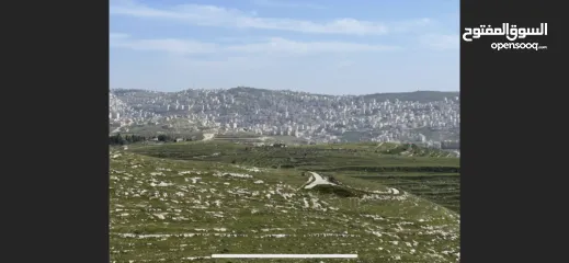  7 ارض اجنسنيا طابو