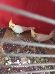  1 متاح كمية طيور كوكتيل اقرأ الوصف