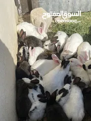  20 أرانب بصحة فوق الممتازه و مأكل ومشرب من افضل ما يكون مختلفة الأنواع و الأحجام والأعمار للبيع حصرا