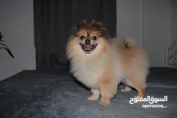  3 pure pomeranian 2y 7months old, male