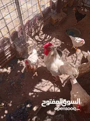  1 دجاج عرب للبيع