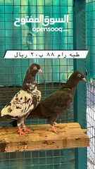  4 طيور باكستانيه