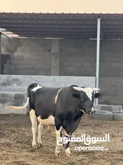  28 أبقار بأسعار مناسبة ومختلفه لكل وحده بولاية صحم