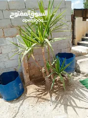  1 شجر نخل زينه عدد 2