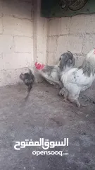  1 3ديوك براهمي