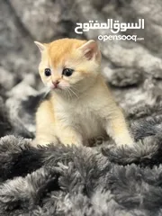  3 ذكرين سكوتش و بريتش جولد عمر 55 يوم
