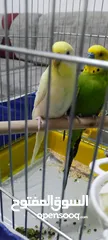  1 ماشاء الله تبارك الرحمن جوز حب الفحل خضر وطيره البينو