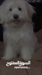  8 كلب ذكر مالتيز للبيع عمر خمس شهور