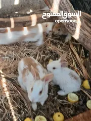  2 مزرعة أرانب صغيرة للبيع