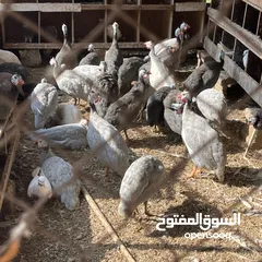  3 دجاج عماني محلي جاهز للذبح والتربية بصحة ممتازة