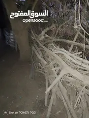  9 تشكيلة حطب للبيع