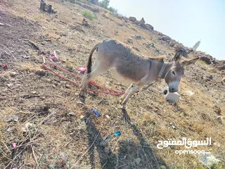  3 احماره للبيع