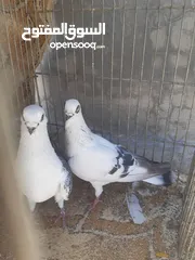  3 جوز بواز التفاصيل بالتعليقات