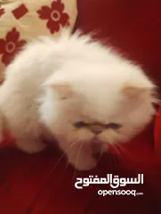  5 هيمالايا  اورانج بيور بيكي فيس