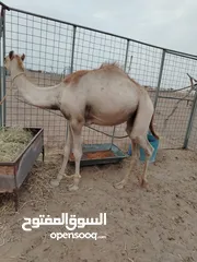  1 جعود يسير حج مطعوم من وقت