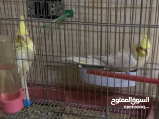  7 جوز كوكتيل نخب اول