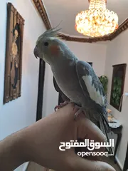  1 كوكتيل للبيع  مدرب واليف