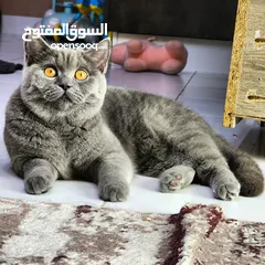  2 أنثى برتش بيور