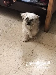  2 انثى فرنسيه معشره وصحتها ممتازه مطعمه مطعومين ومعها لتر بوكس وعطر وشامبو عمرها 12 شهر لعوبه وهاديه و