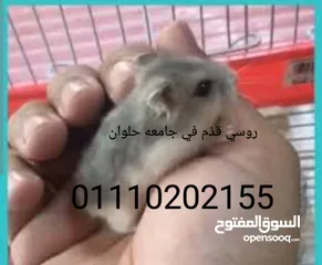  7 هامسترةعجله وسقايه