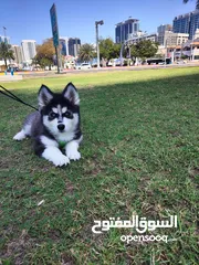  7 Pure breed siberian husky