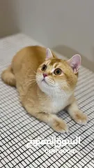  2 شكوتش جميل بسعر رمزي