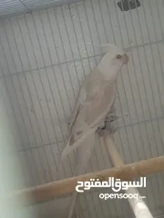  2 كوكتيل فالو وايت فيس