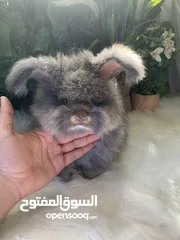  4 أرنب انقلش انقورا والقزم وهولاند لوب و هوتوت - English Angora ,Dwarf,Holland lop & Hotot