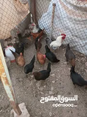  2 جاج بلدي للبيع الحاج مش كبير بالعمر اله شهرين بيبيض