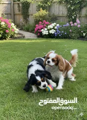  1 كلاب كينغ شارلز سبانيل ذكر و انثى