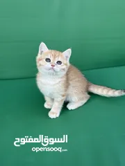  3 تشكيلة كبيره من قطط لسكوتش فولد  ( شاهد الاعلان كامل )
