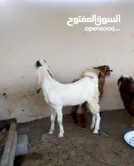  5 للبيع جدايه تابع الوصف