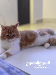  1 شيرازي الجاد